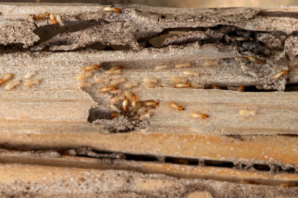 Trusted Rome, NY Pest Control Experts